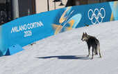 Пес выскочил на лыжную трассу на Олимпиаде и устроил погоню за спортсменками Пес выскочил на лыжную трассу на Олимпиаде и устроил погоню за спортсменками