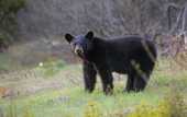 В США медведь напал на бегунью