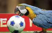 Сел на голову: попугай прервал тренировку женской сборной Бразилии