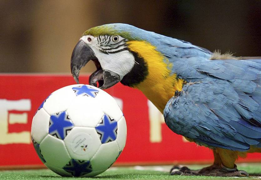 Сел на голову: попугай прервал тренировку женской сборной Бразилии