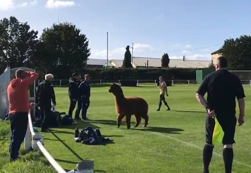 В Англии прервали матч из-за выбежавшей на поле альпаки