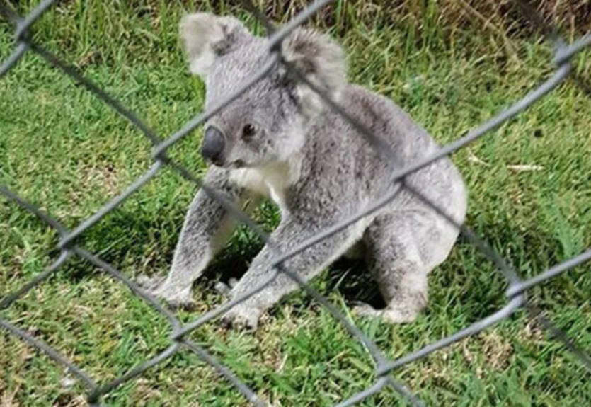 Во время футбольного матча на поле выбежала... Коала
