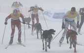 Бьорндален стал вторым в гонке на собачьих упряжках. ФОТО