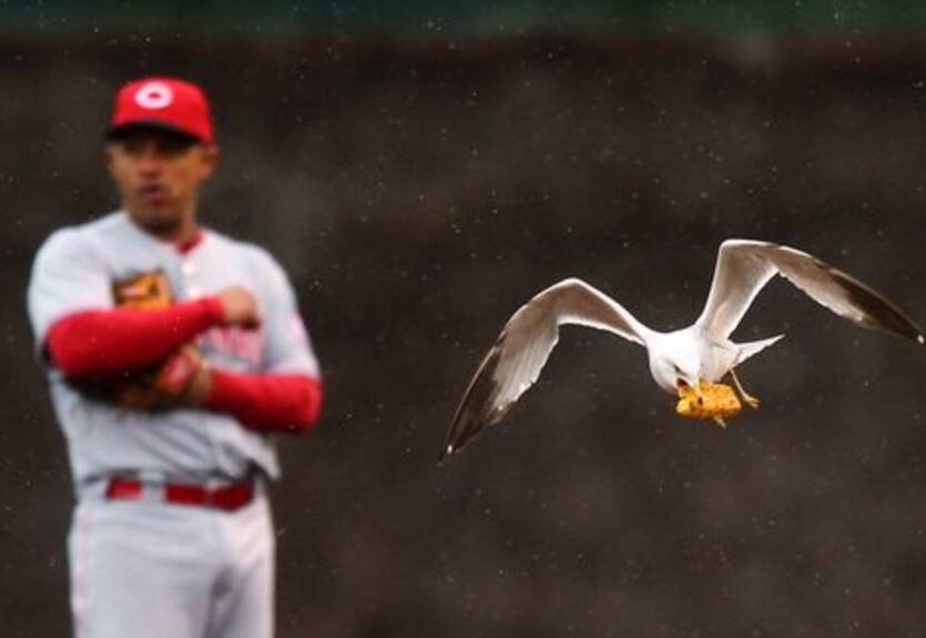 МЛБ. Первый месяц в ауте