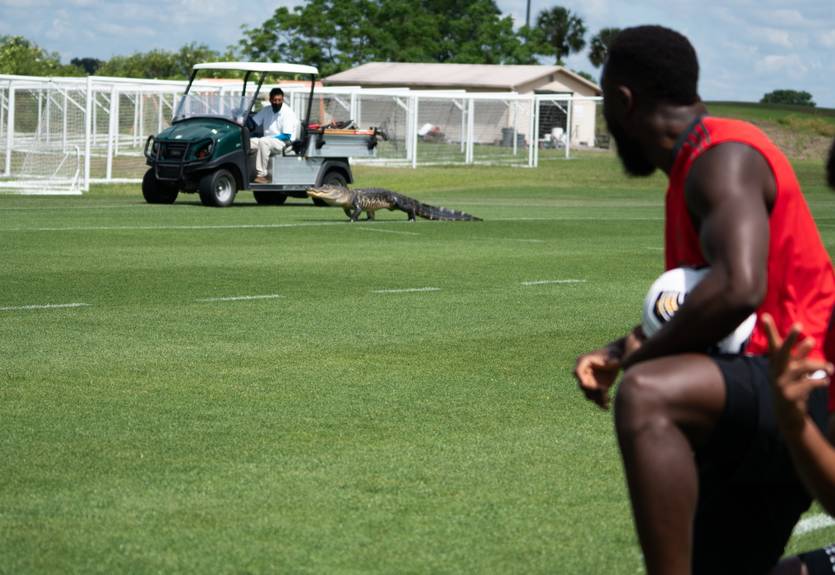 Клуб МЛС объявил об аренде аллигатора