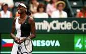 Чарльстон (WTA). Уильямс выбивает Янкович