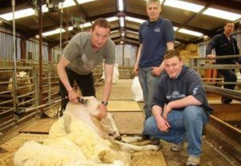 Новозеландские фермеры продвигают стрижку овец в программу ОИ