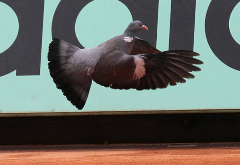 Ролан Гаррос. Фотодень первый (23.05.11)