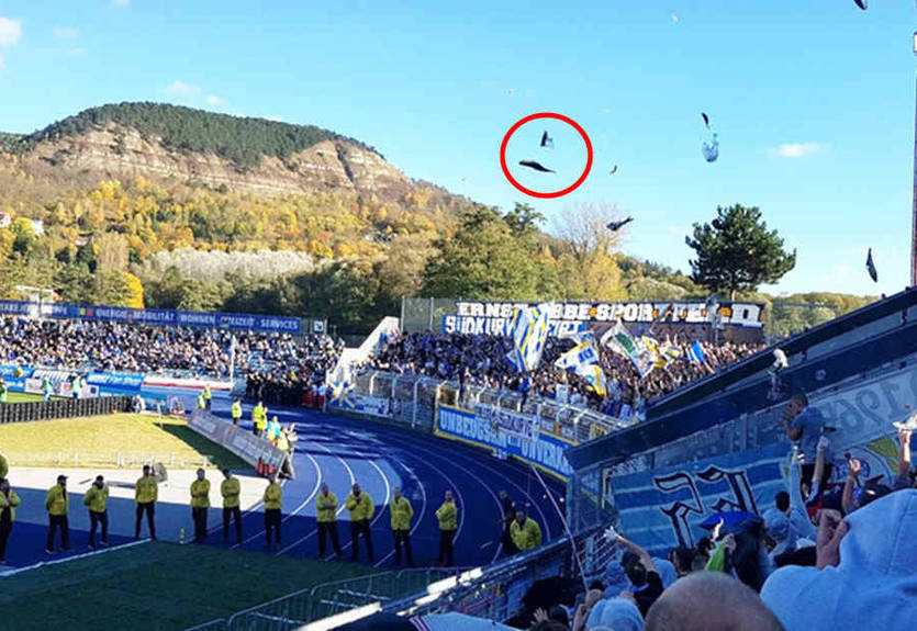 Футбол или рыбалка: немецкие фанаты забросали рыбой болельщиков соперника