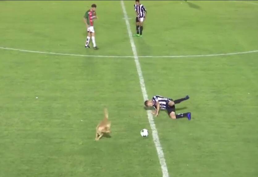 В Аргентине собака выбежала на поле и срубила игрока не хуже Винни Джонса В Аргентине собака выбежала на поле и срубила игрока не хуже Винни Джонса