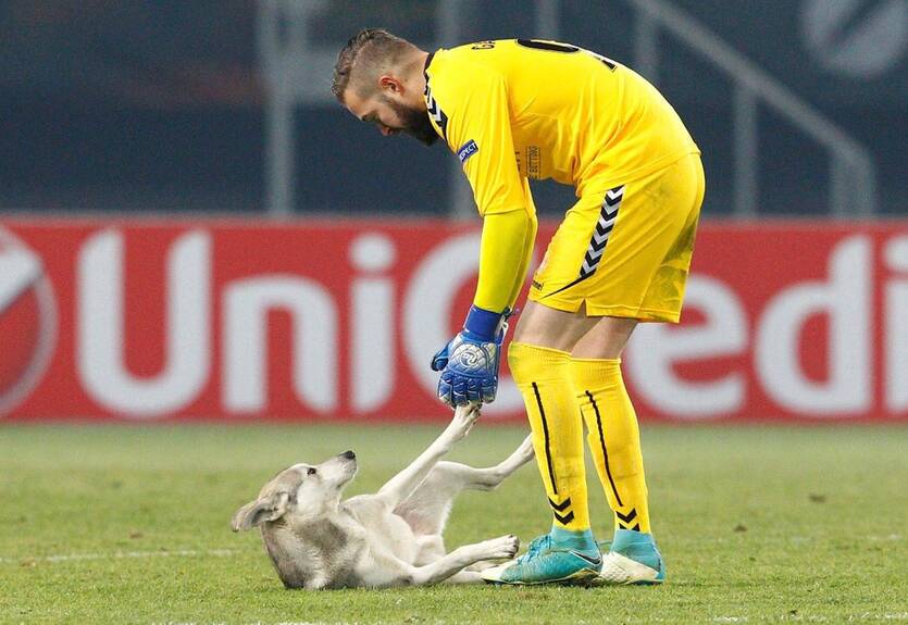 Игривый пес под взрывы файеров стал рыть яму в центре поля в матче Лиги Европы