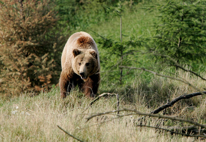 Английских фанатов предупредили о нападениях голодных медведей во время ЧМ-2018 в России