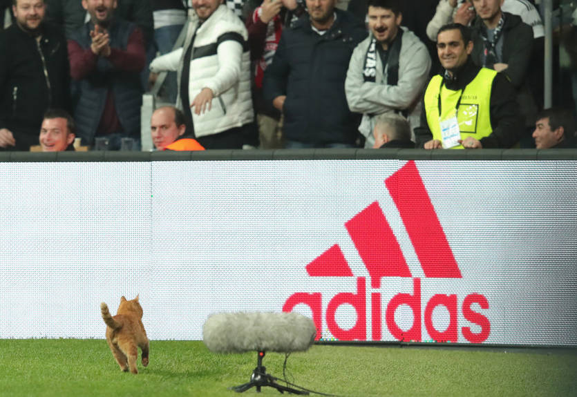 УЕФА накажет Бешикташ из-за кота, который приостановил матч с Баварией УЕФА накажет Бешикташ из-за кота, который приостановил матч с Баварией