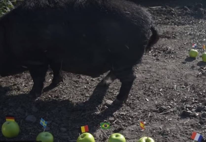 Кабан-экстрасенс назвал полуфиналистов ЧМ-2018