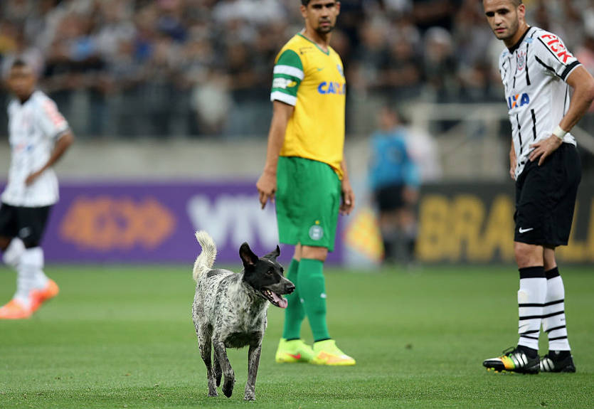 В Грузии пес решил повеселить публику, утомленную унылыми нулями на табло