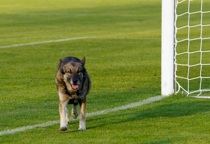 В Аргентине собака спасла команду от пропущенного гола