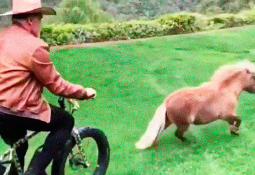 Видео: Арнольд Шварценеггер гоняется за Виски на велосипеде