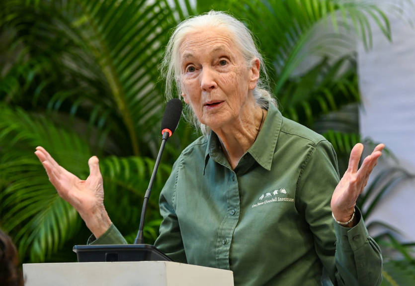 Посол ООН обратились к ФИФА с призывом остановить массовое убийство собак в Марокко